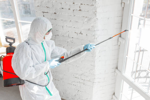  , USA Mold Removal Services Pros